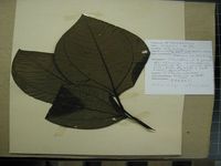 Herbarium sample